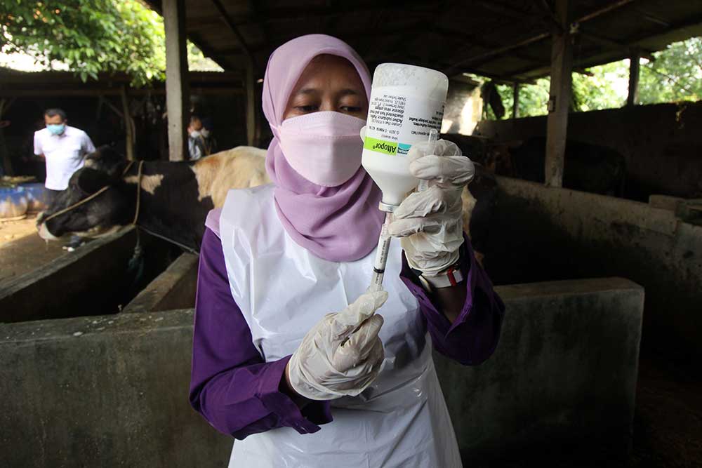 Dokter hewan dari Pusat Veteriner Farma (Putvetma) Surabaya menyuntikkan vaksin penyakit mulut dan kuku (PMK) untuk sapi di kandang kawasan Taman, Sepanjang, Sidoarjo, Jawa Timur, Selasa (14/6/2022). - Antara/Umarul Faruq.