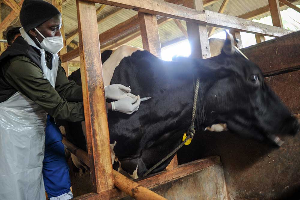 Seorang dokter hewan menyuntikkan vaksin penyakit mulut dan kuku (PMK) kepada hewan ternak sapi perah di Cilembu, Kabupaten Sumedang, Jawa Barat, Senin (20/6/2022). ANTARA FOTO - Raisan Al Farisi