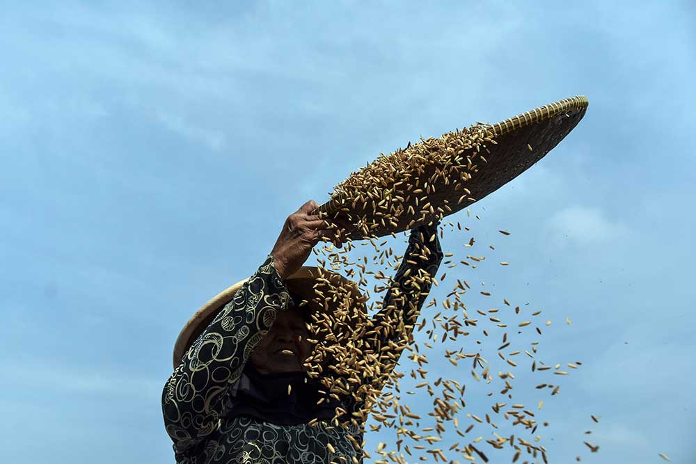 Petani merontokan padi di Sindarasa, Kabupaten Ciamis, Jawa Barat, Senin (13/6/2022). ANTARA FOTO - Adeng Bustomi