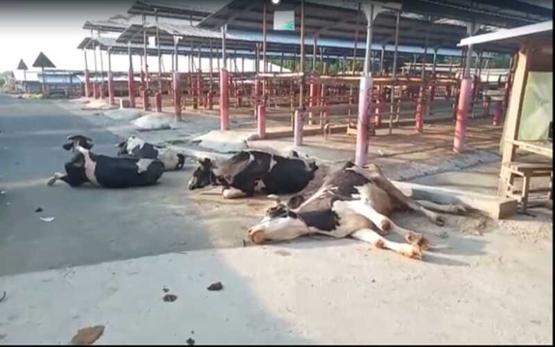 Tangkapan video empat ekor sapi yang diduga terjangkit PMK di Pasar Hewan Sunggingan di Desa Jelok, Cepogo, Boyolali, Kamis (23/6/2022). - Istimewa.