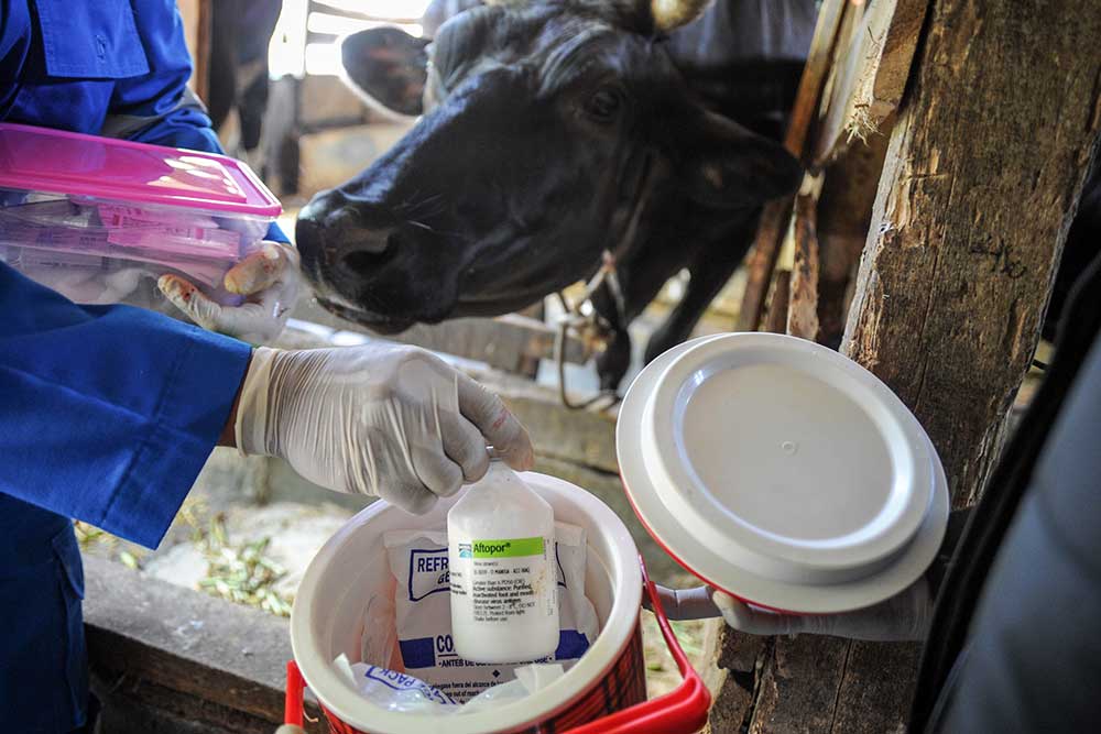 Seorang dokter hewan menyiapkan vaksin penyakit mulut dan kuku (PMK) bagi hewan ternak sapi perah di Cilembu, Kabupaten Sumedang, Jawa Barat, Senin (20/6/2022). ANTARA FOTO - Raisan Al Farisi