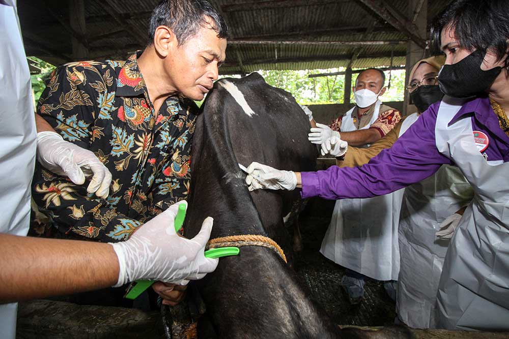 Dokter hewan dari Pusat Veteriner Farma (Putvetma) Surabaya menyuntikkan vaksin penyakit mulut dan kuku (PMK) untuk sapi di kandang kawasan Taman, Sepanjang, Sidoarjo, Jawa Timur, Selasa (14/6/2022). ANTARA FOTO - Umarul Faruq