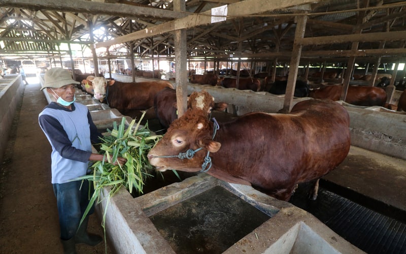 peternakan sapi di jogja