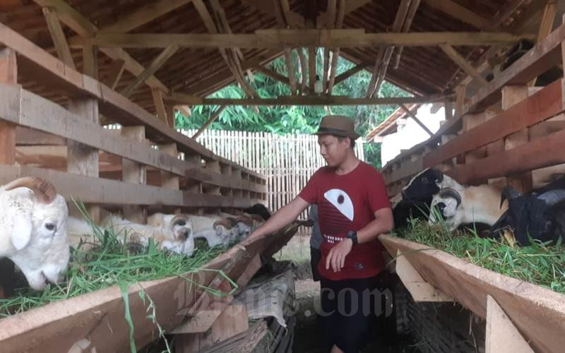 Ilustrasi KUR untuk peternak di Sumatra Utara. - Bisnis/Asep Mulyana