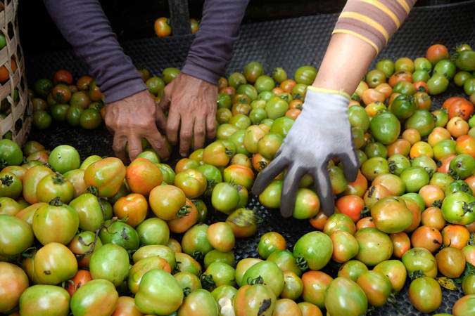 Pekerja menyortir tomat di areal persawahan Desa Bajangan, Parakan, Temanggung, Jawa Tengah, Senin (4/3/2019). - ANTARA/Anis Efizudin