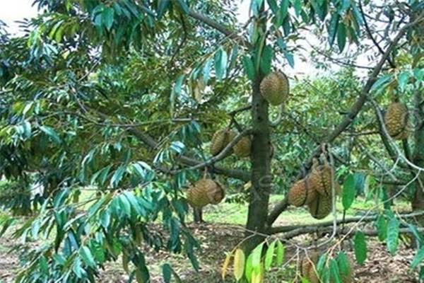 Durian dan Nangka Bisa Jadi Jaminan Kredit Bank di Thailand