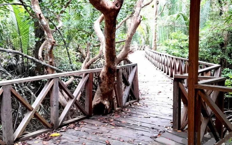 Sulbar Siapkan 125 Hektare Lahan Pertanaman Mangrove