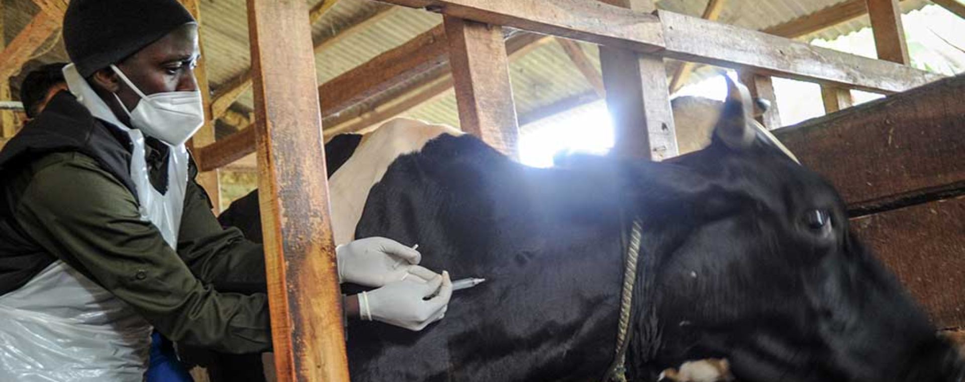 Seorang dokter hewan menyuntikkan vaksin penyakit mulut dan kuku (PMK) kepada hewan ternak sapi perah di Cilembu, Kabupaten Sumedang, Jawa Barat, Senin (20/6/2022). ANTARA FOTO - Raisan Al Farisi. Wabah PMK, Kekhawatiran Australia dan Risiko Ganda ke Indonesia