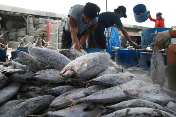 Produksi Ikan Tangkap di DIY Meningkat Meski Gelombang Tinggi