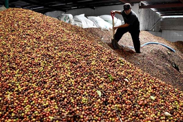 Proses Pengolahan Buah Kopi Ekspor  Bisnis.com