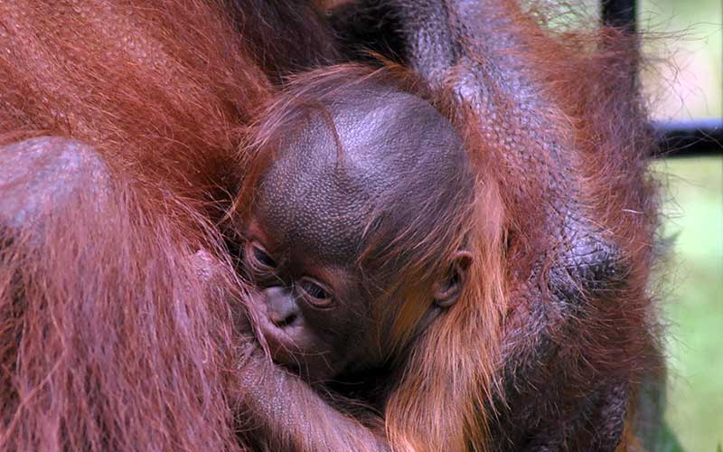 KELAHIRAN BAYI ORANGUTAN KALIMANTAN Bisnis com