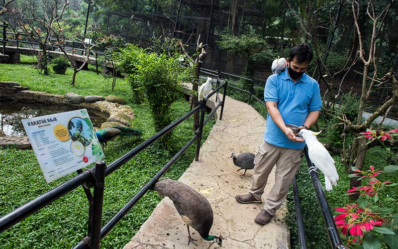 Kebun Binatang Bandung Kembali Dibuka Untuk Umum Bisnis Com