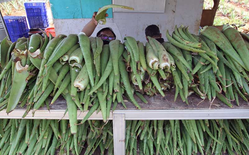  Petani Lidah Buaya  di Bogor Menghasilkan Omset Rp750 Juta 