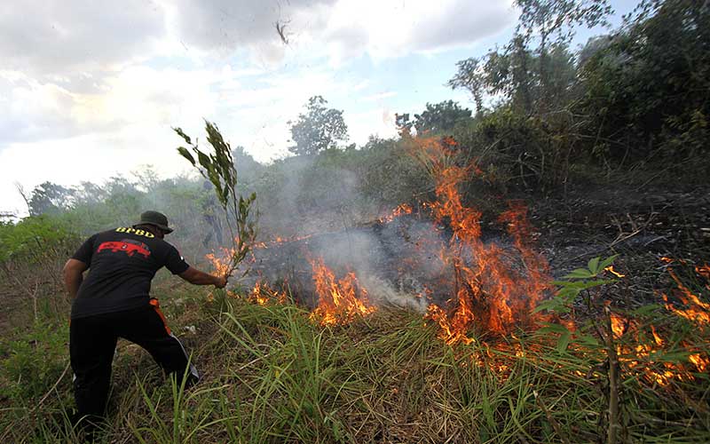 Kebakaran Hutan Dan lahan di Kalimantan Selatan Mulai ...