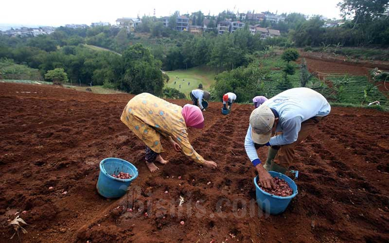 Petani Hortikultura Berlaih Menanam Komoditas Pangan saat ...