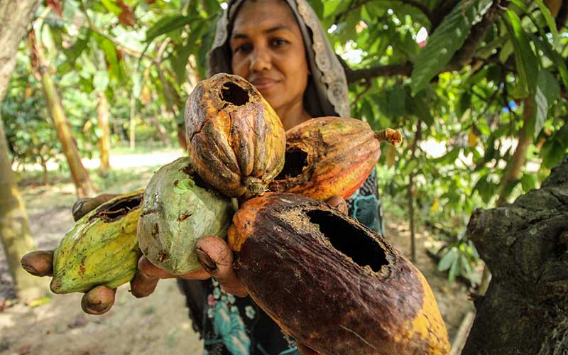  Petani  Kakao di Aceh Merugi Akibat Diserang Hama Tupai 