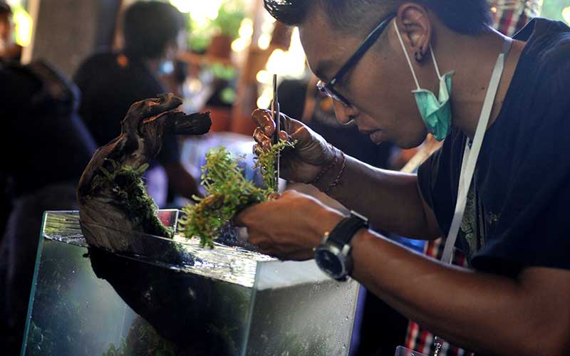 Bali Aquascape Live  Setting Contest Digelar di Tengah 