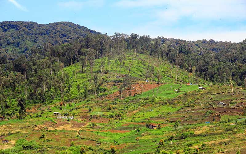 Kawasan Taman Nasional Kerinci Seblat  Jadi Gundul Bisnis com