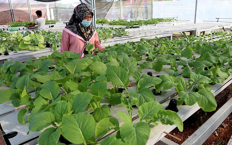 Pengunjung memilih sayuran di kebun hindroponik Celebes Bengkulu, Bengkulu, Senin(08/2/2021). Pertanian di daerah itu berkembang dengan sistem hidroponik yang semakin populer dan lebih efisien dengan kualitas produksi yang lebih baik. ANTARA FOTO/David Muharmansyah