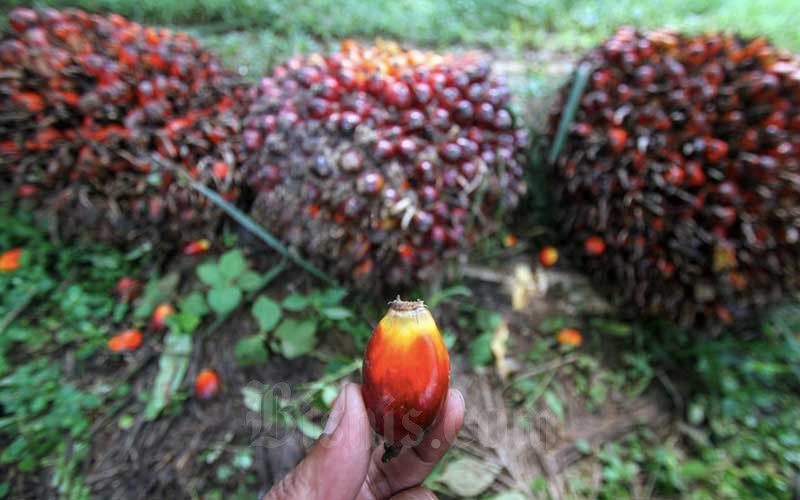 Harga Minyak Kelapa Sawit Catatkan Kenaikan Tertinggi ...