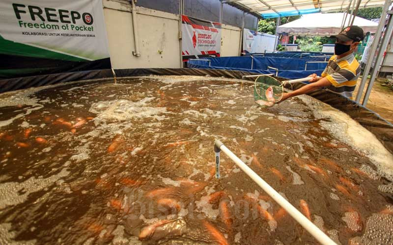 Budi Daya Ikan Dengan Sistem Bioflok Diklaim Mengurangi Kematian Ikan