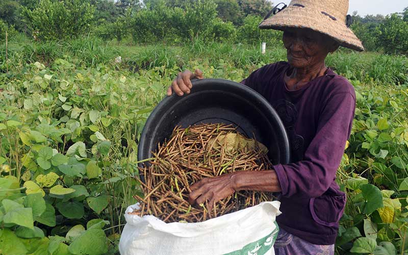 Permintaan Kacang Hijau Meningkat Jelang Bulan Puasa  Bisnis.com