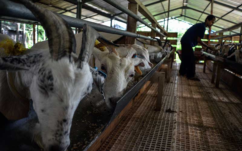 peternakan susu kambing di bogor