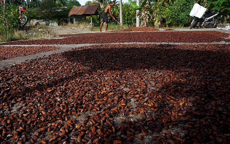 Seorang petani menjemur biji kakao hasil panennya di Desa Toabo, Mamuju, Sulawesi Barat, Selasa (18/1/2022). Harga kakao di tingkat petani mengalami penurunan harga dari Rp35 ribu menjadi Rp27 ribu per kilogram disebabkan menurunnya kualitas biji akibat pengahur cuaca dan hama. ANTARA FOTO/ Akbar Tado