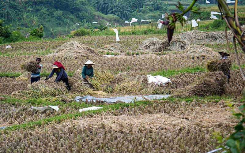 Petani menjemur gabah hasil panen di Bogor, Jawa Barat, Rabu (24/1/2022). Perum Bulog telah merealisasikan penyerapan beras dalam negeri sebanyak 1,2 juta ton sampai pengujung tahun.Berdasarkan data Badan Pusat Statistik (BPS) produksi beras nasional pasa kuartal I/2022 diperkirakan mencapai 11,61 juta ton. Bisnis/Abdurachman