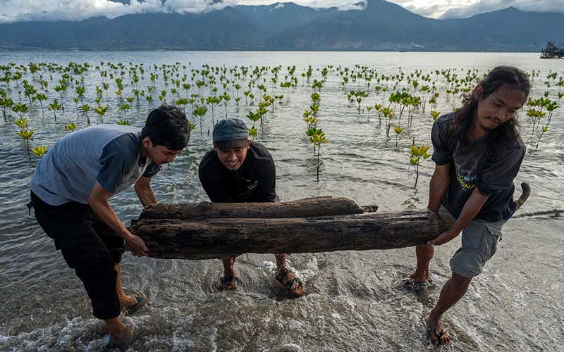 Sejumlah anggota Komunitas Mangrover's Palu memindahkan sampah di sekitar tanaman mangrove di Pantai Dupa, Palu, Sulawesi Tengah, Jumat (13/5/2022). Konservasi mangrove yang sudah berjalan lebih dari dua tahun tersebut diharapkan dapat melindungi kawasan pantai tersebut dari abrasi dan hempasan gelombang tsunami. .ANTARA FOTO/Basri Marzuki