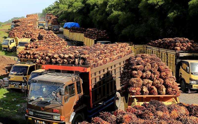 Sejumlah truk pengangkut Tanda Buah Segar (TBS) kelapa sawit mengantre untuk pembongkaran di salah satu pabrik minyak kelapa sawit milik PT.Karya Tanah Subur (KTS) Desa Padang Sikabu, Kaway XVI, Aceh Barat, Aceh, Selasa (17/5/2022). Harga jual Tanda Buah Segar (TBS) kelapa sawit tingkat petani sejak dua pekan terakhir mengalami penurunan dari Rp2.850 per kilogram menjadi Rp1.800 sampai Rp1.550 per kilogram, penurunan tersebut pascakebijakan pemeritah terkait larangan ekspor minyak mentah atau crude palm oil (CPO). ANTARA FOTO/Syifa Yulinnas