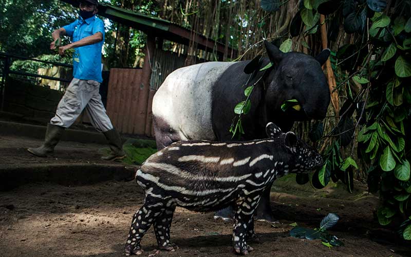 Seekor anak Tapir Tenuk (Tapirus indicus) makan bersama induknya di Bandung Zoological Garden, Bandung, Jawa Barat, Jumat (20/5/2022). Anak tapir betina yang lahir pada 28 april lalu dari indukan Tinu (12) dan Marcel (8) menjadi tambahan koleksi baru di Bandung Zoological Garden sehingga memiliki enam tapir jantan dan empat betina. ANTARA FOTO/Novrian Arbi