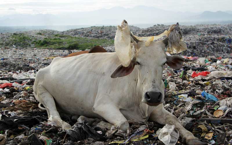 Seekor sapi berdiam diri usai mencari makan di Tempat Pembuangan Akhir (TPA) Antang di Makassar, Sulawesi Selatan, Senin (23/5/2022). Ratusan ekor sapi digembalakan pemiliknya di TPA tersebut guna menekan biaya pakan meskipun berbahaya bagi kesehatan ternak yang mengonsumsi sampah khususnya sampah anorganik. ANTARA FOTO/Arnas Padda