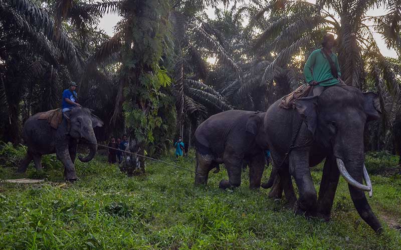 Gajah jinak dari Pusat Latihan Gajah (PLG) Minas yang ditunggangi pawang (mahout) menggiring seekor Gajah Sumatra (Elephas maximus sumatranus) liar usai ditangkap di Kabupaten Indragiri Hulu, Riau, Senin (23/5/2022). Balai Besar Konservasi Sumber Daya Alam (BBKSDA) Riau menangkap dua ekor gajah sumatera liar berjenis kelamin jantan yang terjebak di kebun warga untuk dipindahkan dikawasan hutan konservasi yang berada diluar Provinsi Riau. ANTARA FOTO/Yudhie