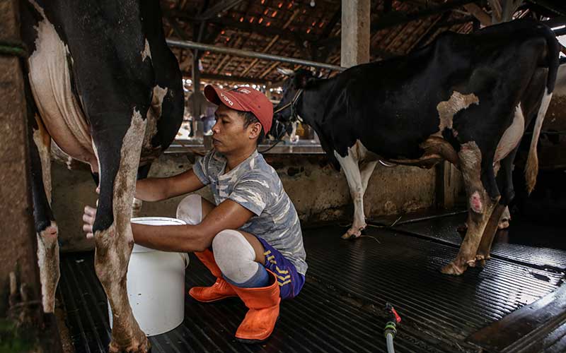 Pekerja memerah susu sapi di salah satu peternakan sapi di Jakarta, Rabu (25/5/2022). Kementerian Pertanian memproyeksi kerugian ekonomi Indonesia akibat wabah penyakit mulut dan kuku (PMK) sapi bisa tembus Rp11,6 triliun. ANTARA FOTO/Fauzan