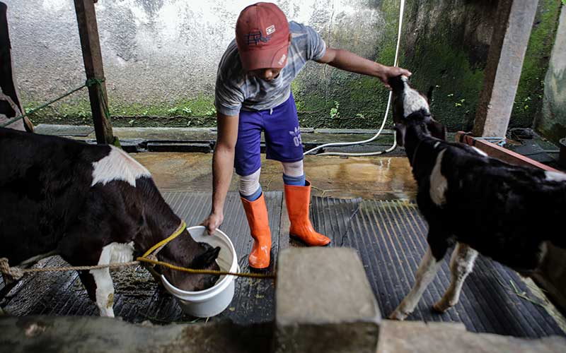 Pekerja memberi susu kepada anak sapi di salah satu peternakan sapi di Jakarta, Rabu (25/5/2022). Kementerian Pertanian memproyeksi kerugian ekonomi Indonesia akibat wabah penyakit mulut dan kuku (PMK) sapi bisa tembus Rp11,6 triliun. ANTARA FOTO/Fauzan