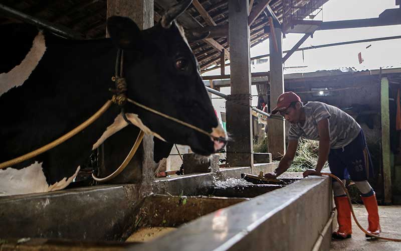 Pekerja membersihkan kandang sapi di salah satu peternakan sapi di Jakarta, Rabu (25/5/2022). Kementerian Pertanian memproyeksi kerugian ekonomi Indonesia akibat wabah penyakit mulut dan kuku (PMK) sapi bisa tembus Rp11,6 triliun. ANTARA FOTO/Fauzan