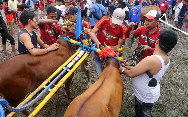 Peserta menyiapkan pasangan sapi saat mengikuti kejuaraan karapan sapi memperebutkan piala Bupati Sampang di Lapangan Mitra Kencana, Sampang, Jawa Timur, Kamis (26/05/2022). Kejuaraan karapan sapi yang memperebutkan piala Bupati Sampang tersebut diikuti 48 peserta dari empat kabupaten di Madura dengan tujuan untuk melestarikan kebudayaan sekaligus ajang promosi wisata. ANTARA FOTO/Patrik Cahyo Lumintu