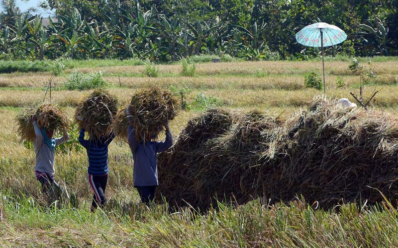 Petani membawa padi saat panen raya di Desa Manistutu, Jembrana, Bali, Selasa (28/6/2022). Harga jual gabah di Kabupaten tersebut mengalami penurunan dari Rp5.000 per kg menjadi Rp4.300 per kg akibat padi yang dipanen banyak yang rusak menyusul sering terjadinya hujan disertai angin kencang di kawasan itu. ANTARA FOTO/Nyoman Hendra Wibowo