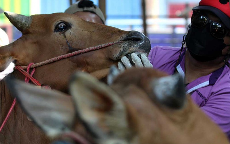 Petugas Dinas Ketahanan Pangan dan Pertanian Kota Surabaya memeriksa mulut sapi di salah satu penjual hewan kurban di Surabaya, Jawa Timur, Rabu (29/6/2022). Pemeriksaan kesehatan hewan kurban tersebut dilakukan untuk memastikan hewan kurban yang dijual dalam kondisi sehat terutama terbebas dari penyakit mulut dan kuku (PMK) sehingga layak dikonsumsi. ANTARA FOTO/Didik Suhartono