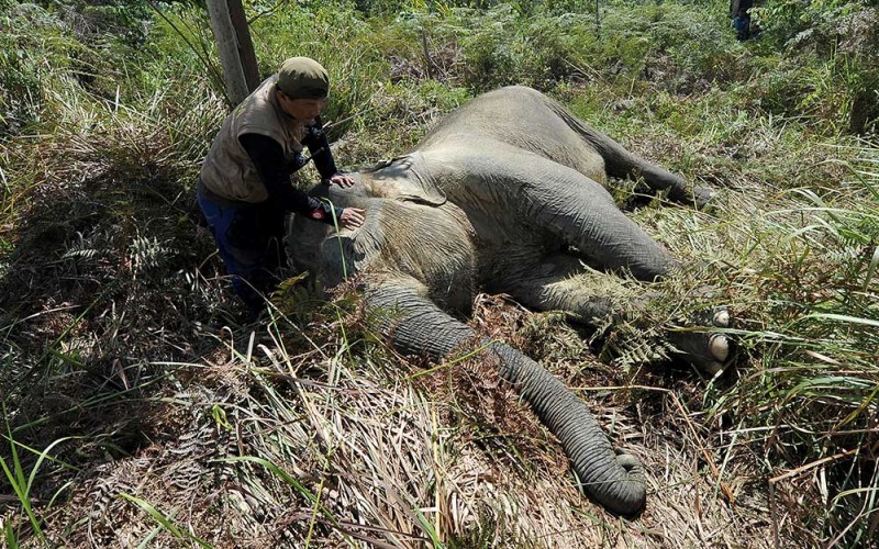 Tim penyelamatan satwa PT Restorasi Ekosistem Indonesia (REKI) di bawah pengawasan Dokter hewan BKSDA Jambi Zulmanudin memasang GPS collar (kalung GPS) kepada seekor gajah Sumatera (Elephas maximus sumatranus) yang telah dibius di koridor gajah konsesi PT REKI, Pauh, Sarolangun, Jambi, Rabu (29/6/2022). PT REKI bersama BKSDA Jambi menargetkan pemasangan tiga GPS collar dalam tahun ini untuk tiga individu gajah Sumatera dari delapan individu gajah Sumatera di areal konsesi setempat sebagai upaya mitigasi konflik dan mempermudah pemantauan perkembangbiakan. ANTARA FOTO/Wahdi Septiawan