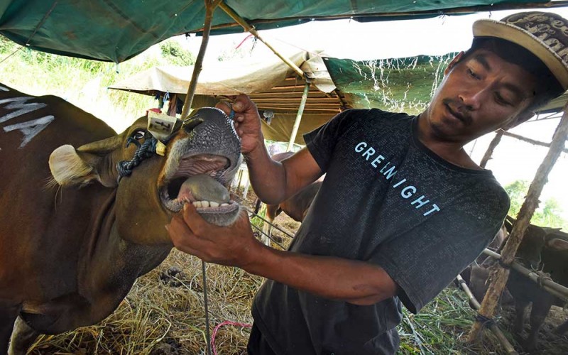 Pekerja memeriksa mulut hewan kurban di sentra penjualan hewan kurban di Boru, Kota Serang, Banten, Kamis (30/6/2022). Menurut pedagang harga hewan kurban tahun ini naik dibanding tahun lalu seperti sapi dengan bobot sekitar 225 kg naik dari Rp18 juta menjadi Rp22 juta dan sapi dengan bobot sekitar 350 kg naik dari Rp22 juta menjadi Rp26 juta akibat terbatasnya pasokan karena adanya karantina wilayah untuk mencegah penyebaran penyakit mulut dan kuku (PMK). ANTARA FOTO/Asep Fathulrahman