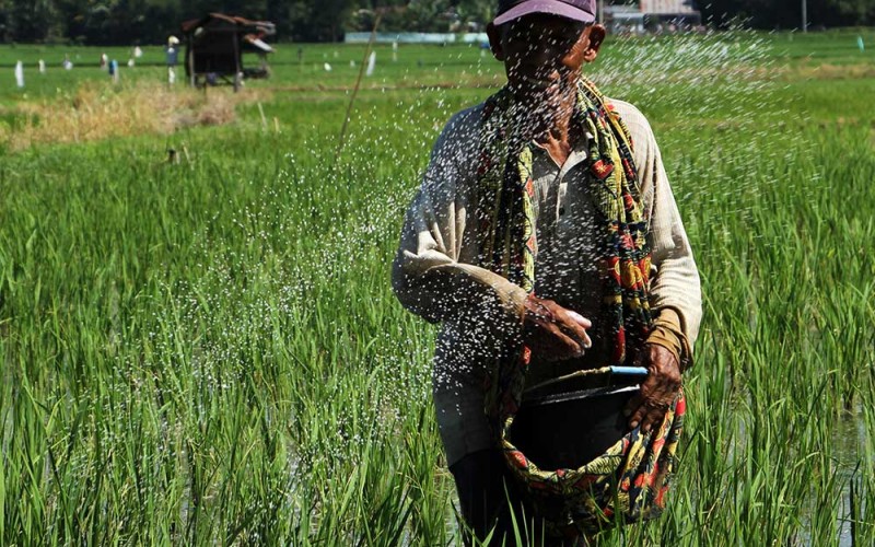 Petani memupuk tanaman padi di area persawahan Somba Opu, Kabupaten Gowa, Sulawesi Selatan, Sabtu (2/7/2022). Pemerintah memfokuskan pemberian subsidi pupuk pada 2023 untuk dua jenis pupuk yakni urea dan NPK dari sebelumnya enam jenis pupuk yang yang mendapatkan subsidi. ANTARA FOTO/Arnas Padda