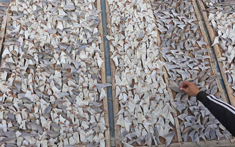 Pekerja menjemur sirip ikan hiu di Indramayu, Jawa Barat, Minggu (3/7/2022). Menurut pengusaha, permintaan sirip ikan hiu dari berbagai negara seperti Hongkong, Tiongkok dan Singapura mulai meningkat dengan harga jual seharga Rp250 ribu per kilogram hingga Rp1,8 juta per kilogram tergantung ukuran dan kualitas. ANTARA FOTO/Dedhez Anggara