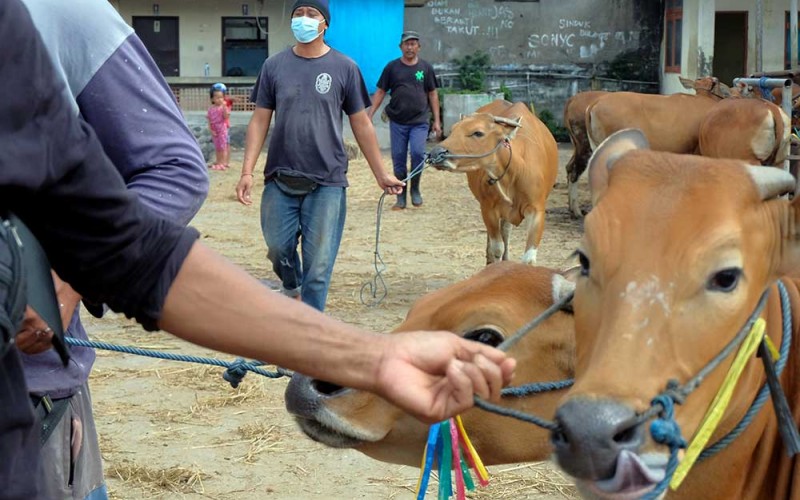 Pekerja menggiring sapi Bali ke atas truk untuk dikirim ke Rumah Potong Hewan (RPH) Kota Denpasar di Pasar Hewan Beringkit, Badung, Bali, Minggu (3/7/2022). Dinas Pertanian dan Ketahanan Pangan Provinsi Bali menghentikan sementara pengiriman sapi Bali ke luar pulau sejak Sabtu (2/7) menyusul adanya 63 kasus sapi terjangkit penyakit mulut dan kuku (PMK) di tiga kabupaten di Bali sehingga 55 ekor sapi terjangkit telah dimusnahkan. ANTARA FOTO/Nyoman Hendra Wibowo