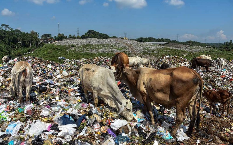 Sapi ternak memakan sampah di Tempat Pembuangan Akhir Sampah (TPAS) Kampung Ciangir, Kota Tasikmalaya, Jawa Barat, Selasa (5/7/2022). Menjelang Idul Adha 1443 H sejumlah pemilik sapi di kawasan tersebut menjual sapi untuk kurban dengan harga Rp18 juta hingga Rp23 juta per ekor. ANTARA FOTO/Adeng Bustomi