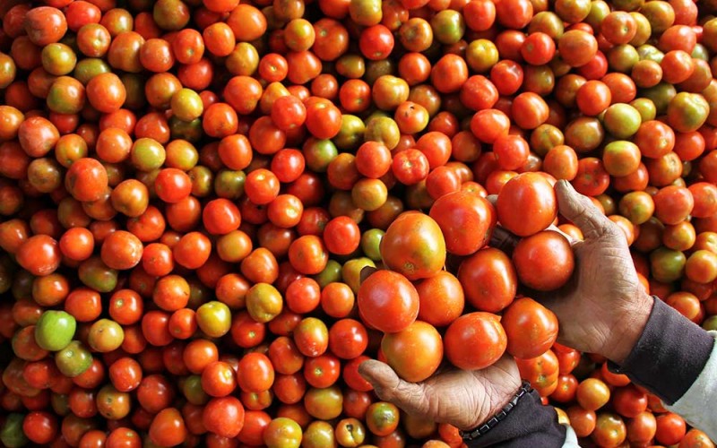 Petani menunjukkan tomat hasil panennya di Desa Salu Dewata, Kabupaten Enrekang, Sulawesi Selatan, Rabu (10/8/2022). Petani setempat mengaku harga tomat di daerah itu turun dari Rp7.500 per kilogram menjadi Rp5.000 per kilogram karena menurunnya kualitas panen akibat anomali cuaca. ANTARA FOTO/Arnas Padda