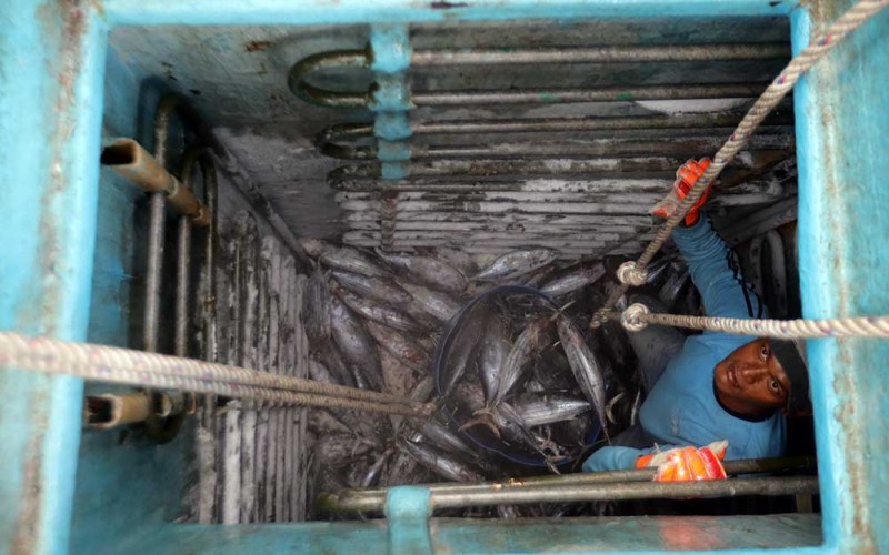 Pekerja mengeluarkan ikan tuna dari dalam kapal di Pelabuhan Tanjungwangi, Banyuwangi, Jawa Timur, Rabu (10/8/2022). Kementerian Kelautan dan Perikanan (KKP) menyebutkan Indonesia menjadi produsen tuna, cakalang dan tongkol terbesar di dunia dengan pangsa produksi 15 persen diikuti oleh Filipina dengan pangsa produksi 7,3 persen, Vietnam 6,6 persen, dan Ekuador 6,1 persen. ANTARA FOTO/Budi Candra Setya