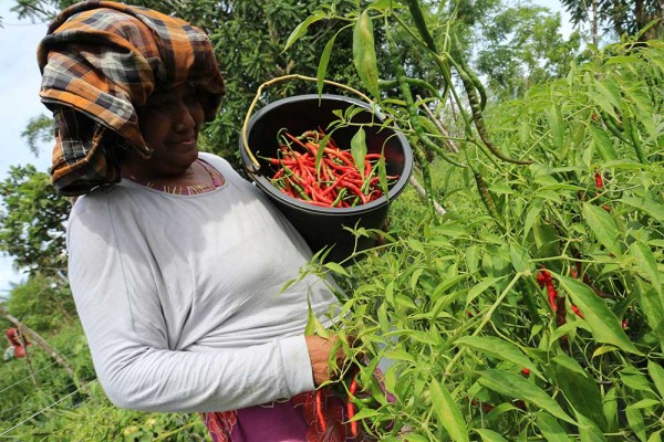 Harga Cabai Merah Alami Kenaikan Karena Banyak Petani Gagal Panen