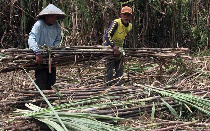 Buruh tebang memanen tebu di kawasan perkebunan Kepanjen, Malang, Jawa Timur, Kamis (22/9/2022). Upah buruh tebang tebu dengan sistem harian tersebut Rp70.000 per hari atau lebih tinggi dibandingkan upah nominal buruh tani yang berdasarkan data Badan Pusat Statistik (BPS) sebesar Rp58.536 per hari pada Agustus 2022. ANTARA FOTO/Ari Bowo Sucipto